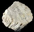 Cretaceous Petrified Wood Log Section On Stand - Texas #38923-5